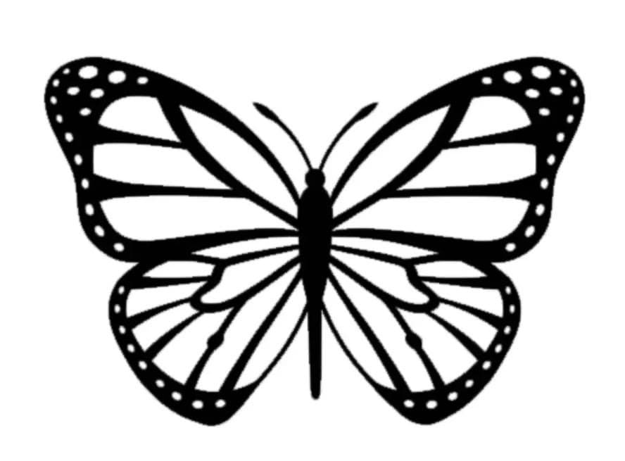 The butterfly line drawing that was cast onto the wall