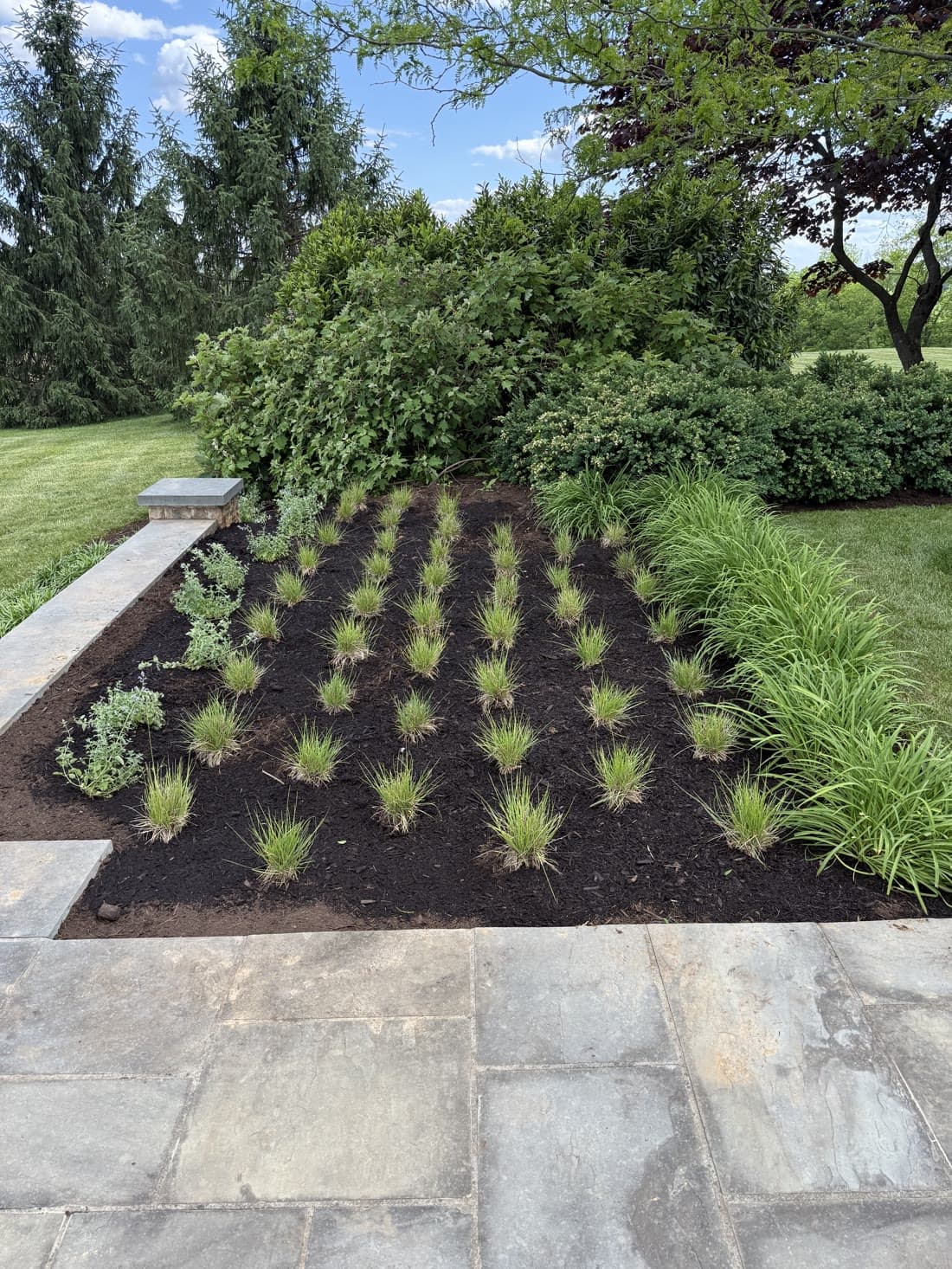 Freshly planted autumn moor grass in even offset rows with catmint along the stone border